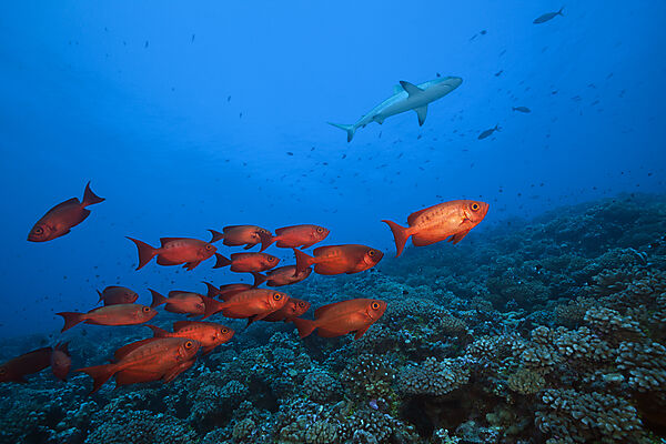 Schwarm Riff-Grossaugen, Priacanthus hamrur, Fakarava, Tuamotu Archipel, Franzoesisch Polynesien