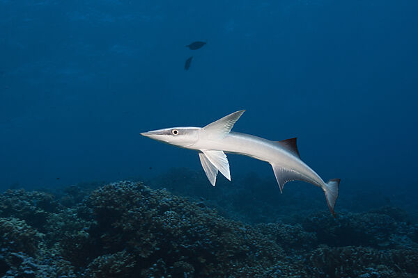 Schiffshalter, Echeneis naucrates, Fakarava, Tuamotu Archipel, Franzoesisch Polynesien