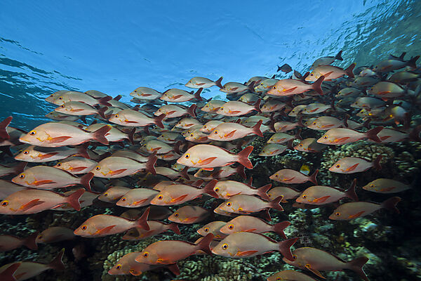 Schwarm Buckel-Schnapper, Lutjanus gibbus, Fakarava, Tuamotu Archipel, Franzoesisch Polynesien