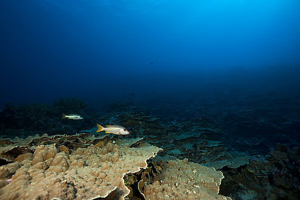 Einflecken-Schnapper am Dropoff, Lutjanus monostigma, Fakarava, Tuamotu Archipel, Franzoesisch Polynesien