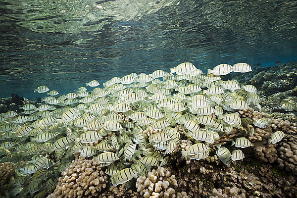 Schwarm Straeflings-Doktorfische in Korallenriff, Acanthurus triostegus, Fakarava, Tuamotu Archipel, Franzoesisch Polynesien