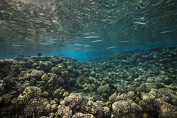 Schwarm Hornhechte auf Riffdach, Strongylura incisa, Fakarava, Tuamotu Archipel, Franzoesisch Polynesien