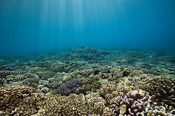Gesundes Hartkorallenriff, Fakarava, Tuamotu Archipel, Franzoesisch Polynesien