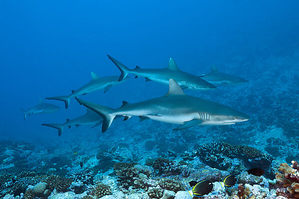 Graue Riffhaie, Carcharhinus amblyrhynchos, Fakarava, Tuamotu Archipel, Franzoesisch Polynesien