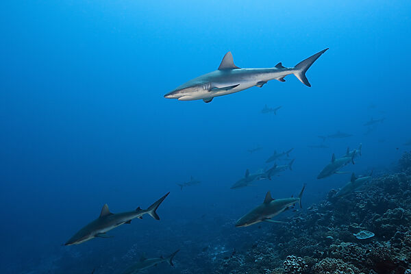 Graue Riffhaie, Carcharhinus amblyrhynchos, Fakarava, Tuamotu Archipel, Franzoesisch Polynesien