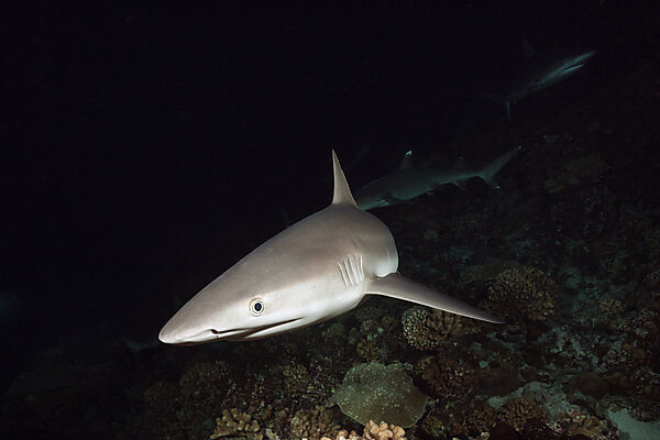 Graue Riffhaie jagen Nachts, Carcharhinus amblyrhynchos, Fakarava, Tuamotu Archipel, Franzoesisch Polynesien