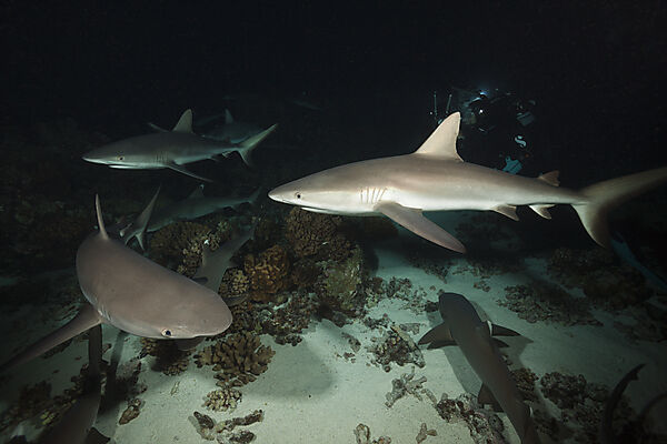 Graue Riffhaie jagen Nachts, Carcharhinus amblyrhynchos, Fakarava, Tuamotu Archipel, Franzoesisch Polynesien