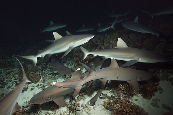 Graue Riffhaie jagen Nachts, Carcharhinus amblyrhynchos, Fakarava, Tuamotu Archipel, Franzoesisch Polynesien
