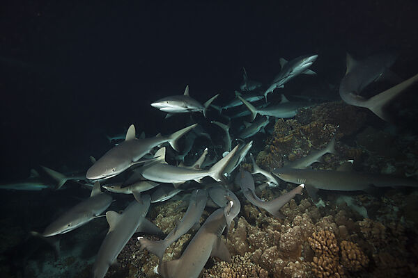 Graue Riffhaie jagen Nachts, Carcharhinus amblyrhynchos, Fakarava, Tuamotu Archipel, Franzoesisch Polynesien