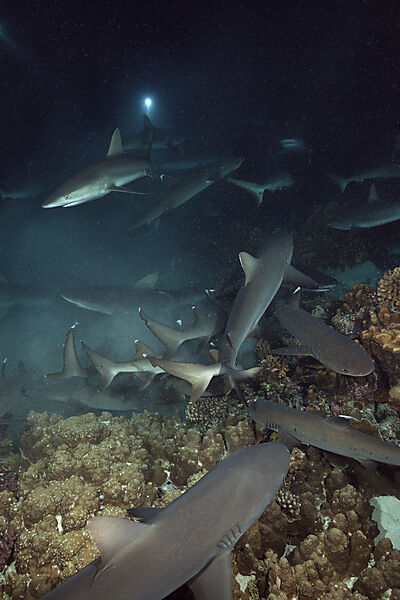 Graue Riffhaie jagen Nachts, Carcharhinus amblyrhynchos, Fakarava, Tuamotu Archipel, Franzoesisch Polynesien