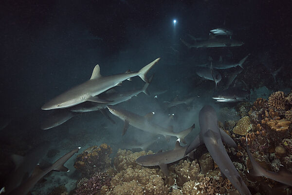 Graue Riffhaie jagen Nachts, Carcharhinus amblyrhynchos, Fakarava, Tuamotu Archipel, Franzoesisch Polynesien
