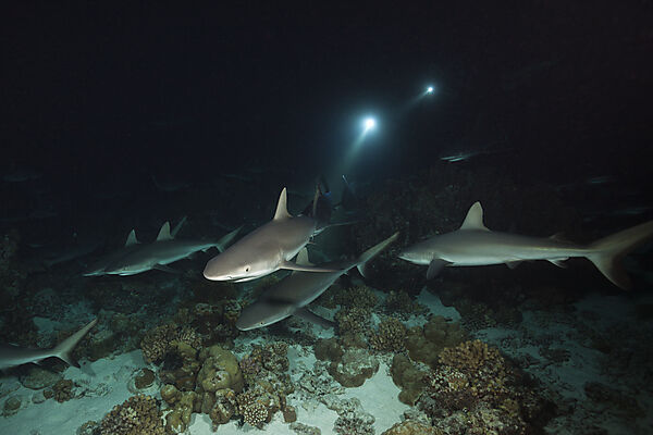 Graue Riffhaie jagen Nachts, Carcharhinus amblyrhynchos, Fakarava, Tuamotu Archipel, Franzoesisch Polynesien