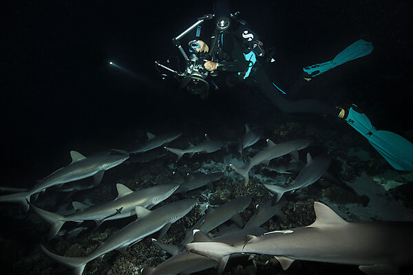 Graue Riffhaie jagen Nachts, Carcharhinus amblyrhynchos, Fakarava, Tuamotu Archipel, Franzoesisch Polynesien