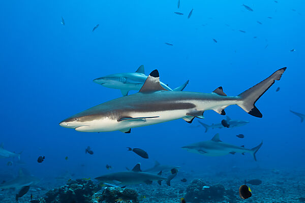 Schwarzspitzen-Riffhai, Carcharhinus melanopterus, Moorea, Franzoesisch Polynesien