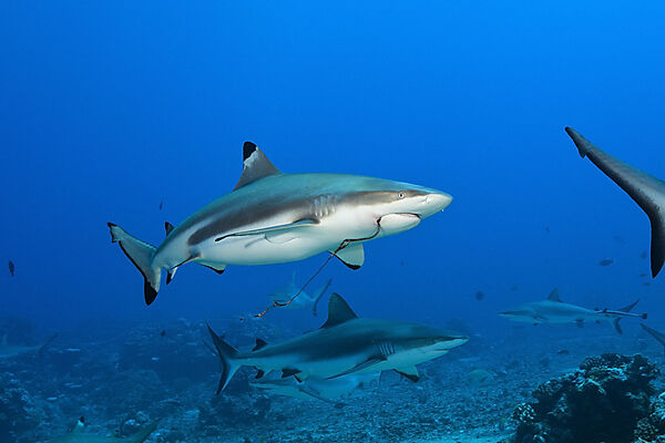Schwarzspitzen-Riffhai mit Angelhaken, Carcharhinus melanopterus, Moorea, Franzoesisch Polynesien