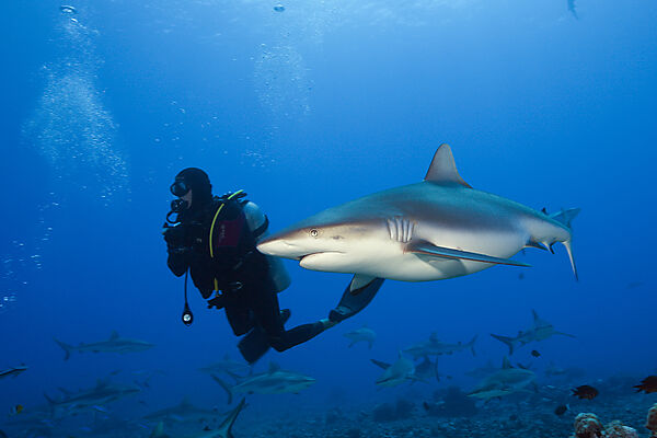 Grauer Riffhai, Carcharhinus amblyrhynchos, Moorea, Franzoesisch Polynesien