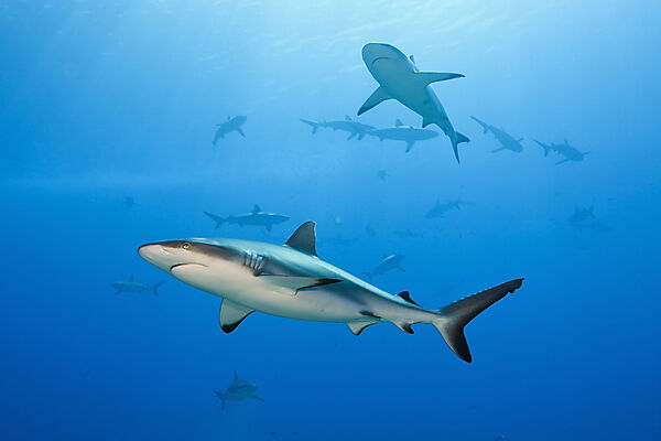 Graue Riffhaie, Carcharhinus amblyrhynchos, Moorea, Franzoesisch Polynesien