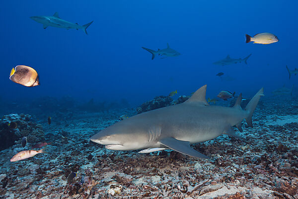 Sichelflossen-Zitronenhai, Negaprion acutidens, Moorea, Franzoesisch Polynesien