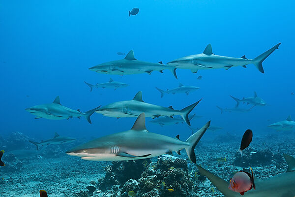Graue Riffhaie, Carcharhinus amblyrhynchos, Moorea, Franzoesisch Polynesien