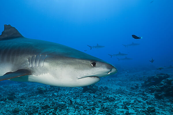 Tigerhai, Galeocerdo cuvier, Moorea, Franzoesisch Polynesien