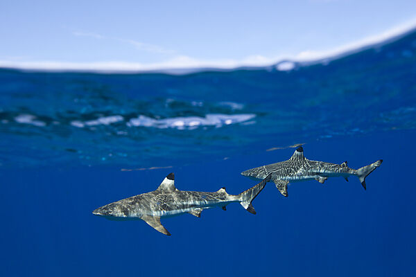 Schwarzspitzen-Riffhaie an der Wasseroberflaeche, Carcharhinus melanopterus, Moorea, Franzoesisch Polynesien