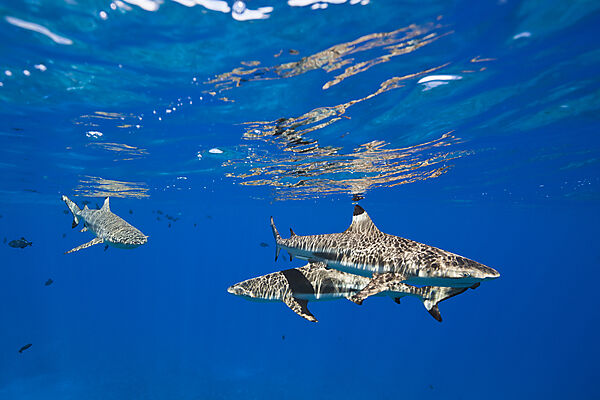 Schwarzspitzen-Riffhaie an der Wasseroberflaeche, Carcharhinus melanopterus, Moorea, Franzoesisch Polynesien