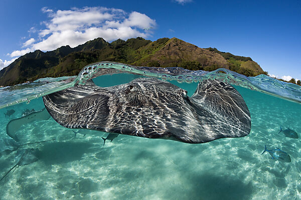 Schnorcheln mit Lila Peitschenschwanz in Lagune, Pateobatis fai, Moorea, Franzoesisch Polynesien