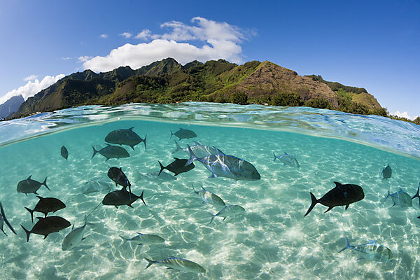 Schwarm Blauflossen-Stachelmakrelen in Lagune, Caranx melampygus, Moorea, Franzoesisch Polynesien