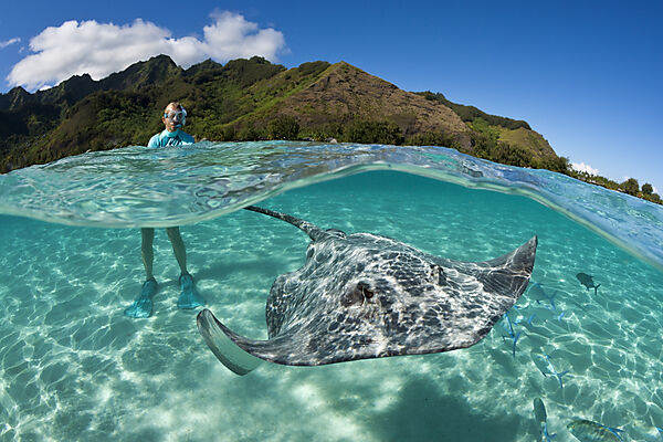 Schnorcheln mit Lila Peitschenschwanz in Lagune, Pateobatis fai, Moorea, Franzoesisch Polynesien