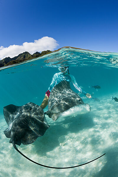 Schnorcheln mit Lila Peitschenschwanz in Lagune, Pateobatis fai, Moorea, Franzoesisch Polynesien