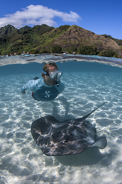 Schnorcheln mit Lila Peitschenschwanz in Lagune, Pateobatis fai, Moorea, Franzoesisch Polynesien