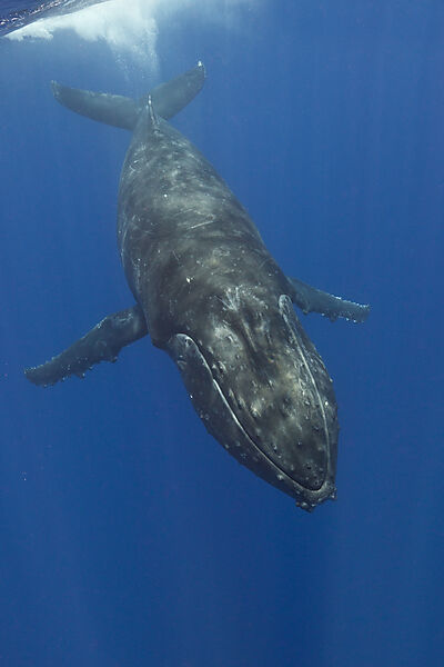 Buckelwal, Megaptera novaeangliae, Moorea, Franzoesisch Polynesien