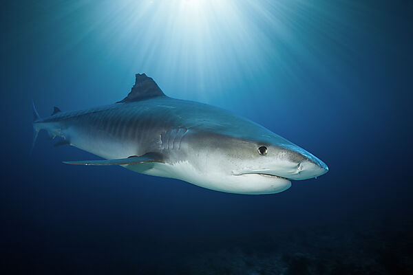Tigerhai, Galeocerdo cuvier, Moorea, Franzoesisch Polynesien