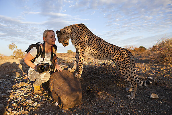 Touristin und zahmer junger Gepard, Acinonyx jubatus, Kalahari Becken, Namibia