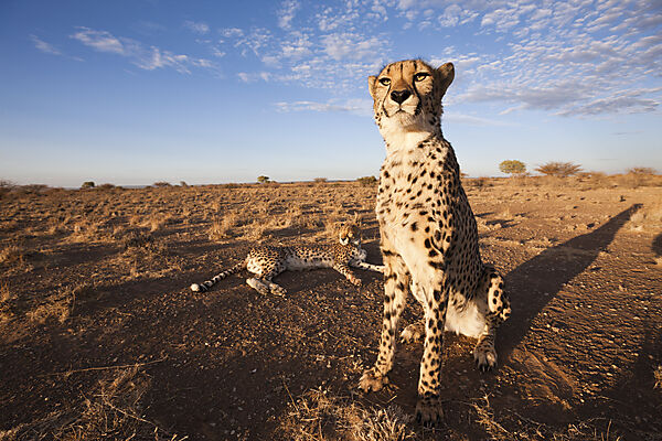 Maennliche junge Geparde, Acinonyx jubatus, Kalahari Becken, Namibia