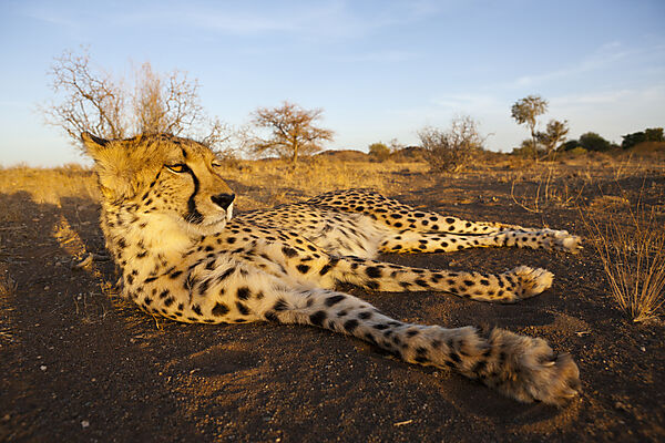 Maennlicher junger Gepard, Acinonyx jubatus, Kalahari Becken, Namibia
