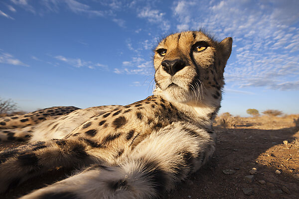 Maennlicher junger Gepard, Acinonyx jubatus, Kalahari Becken, Namibia