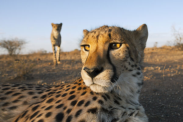 Maennliche junge Geparde, Acinonyx jubatus, Kalahari Becken, Namibia