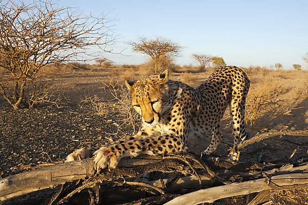 Maennlicher junger Gepard, Acinonyx jubatus, Kalahari Becken, Namibia