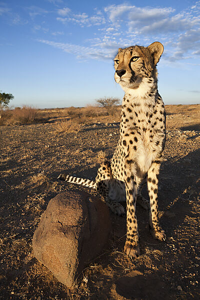 Maennlicher junger Gepard, Acinonyx jubatus, Kalahari Becken, Namibia
