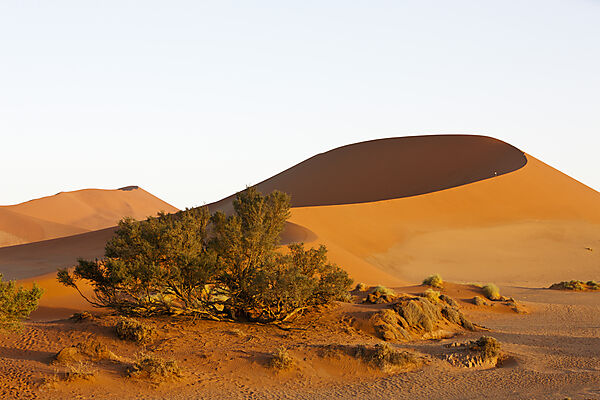 Big Mama Duene im Sossusvlei Areal, Namib Naukluft Park, Namibia
