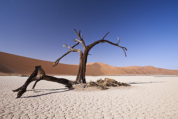Tote Akazienbaeume im Deadvlei, Namib Naukluft Park, Namibia