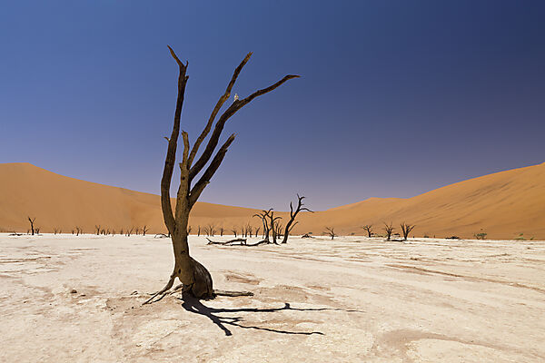 Tote Akazienbaeume im Deadvlei, Namib Naukluft Park, Namibia