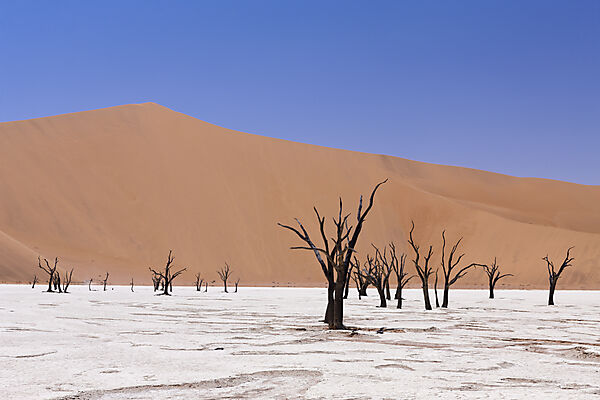 Tote Akazienbaeume im Deadvlei, Namib Naukluft Park, Namibia