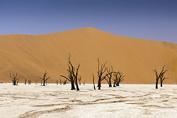 Tote Akazienbaeume im Deadvlei, Namib Naukluft Park, Namibia