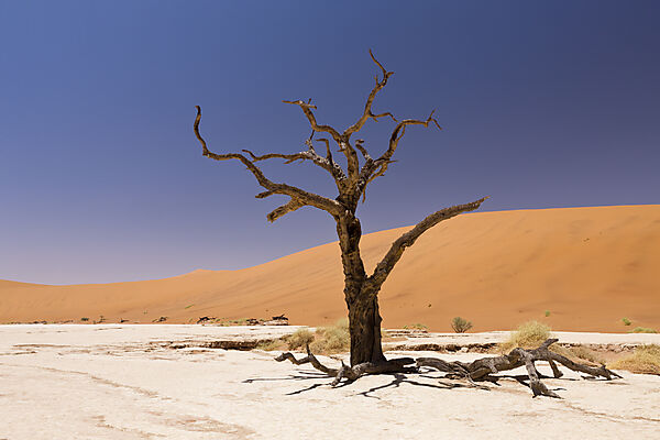 Tote Akazienbaeume im Deadvlei, Namib Naukluft Park, Namibia