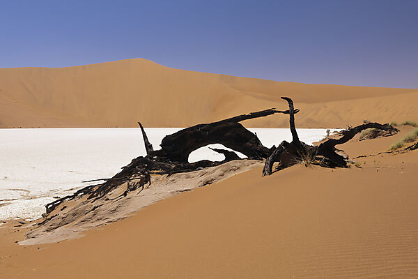 Tote Akazienbaeume im Deadvlei, Namib Naukluft Park, Namibia