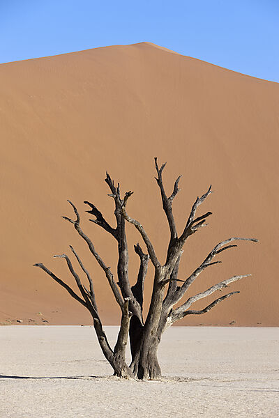 Tote Akazienbaeume im Deadvlei, Namib Naukluft Park, Namibia