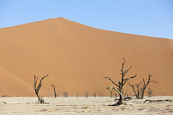 Tote Akazienbaeume im Deadvlei, Namib Naukluft Park, Namibia