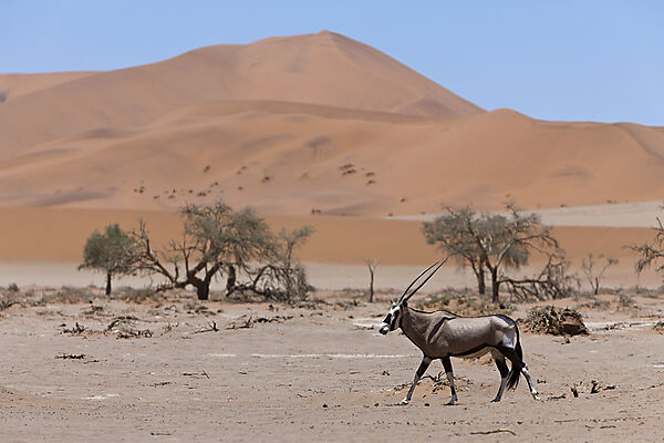 Spiessbock in Sossusvlei, Oryx gazella, Namib Naukluft Park, Namibia